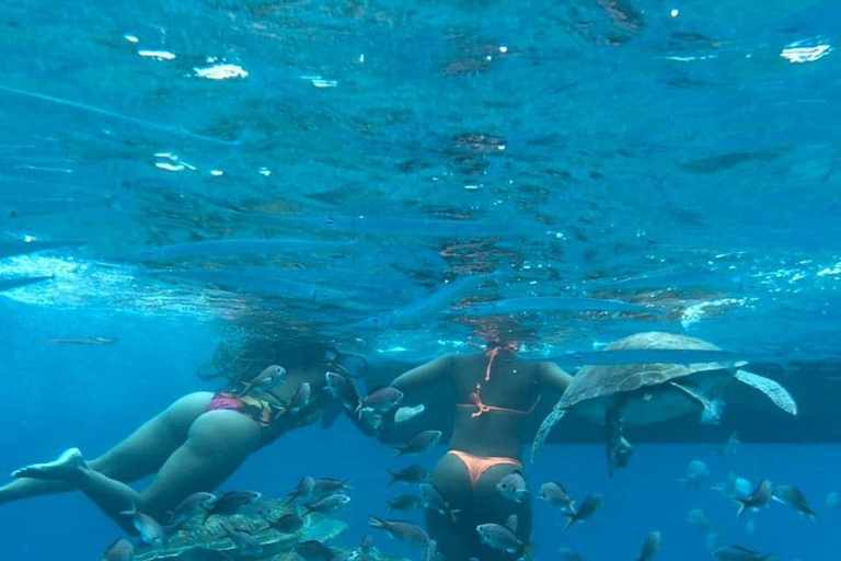 Mindelo: Experiência com tartarugas marinhas