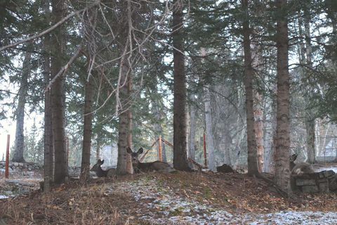 From Calgary: Banff National Park Premium Day Tour