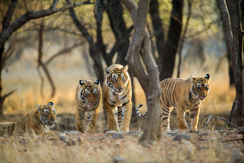 From Delhi: 2 Days 1 Night Ranthambore Tiger Safari Tour 5-Star Hotel, Car, Driver, Guide, 2 Safari & All Meal