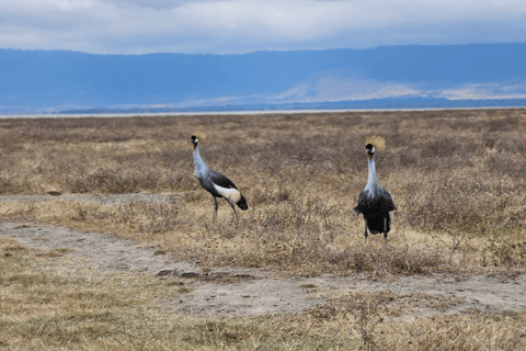 4-Day Safari Tour to Tarangire, Serengeti & Ngorongoro