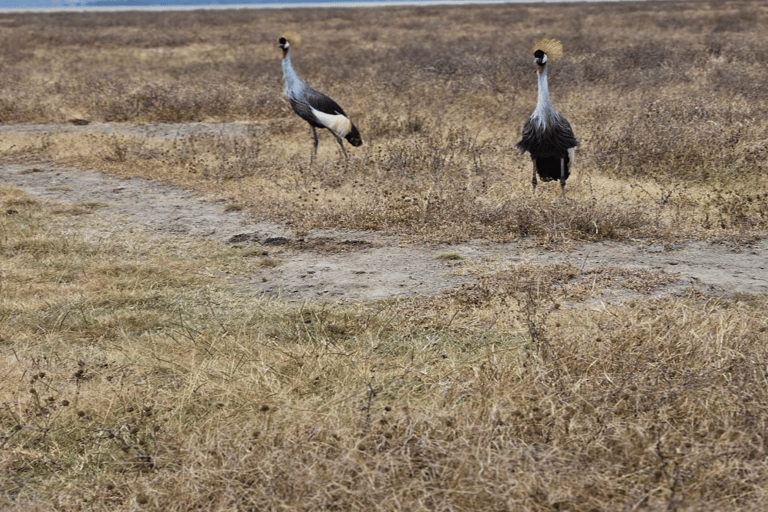 4-Day Safari Tour to Tarangire, Serengeti & Ngorongoro