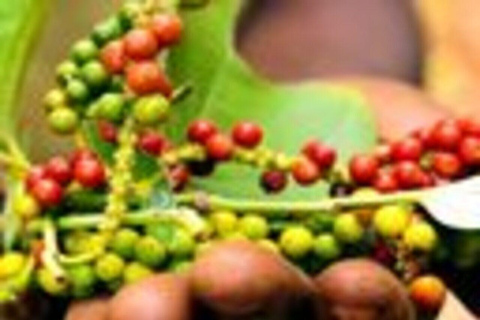 Zanzibar: Spice Farm & Stone Town Cultural Tour Tour without hotel transfer; all entry tickets included.