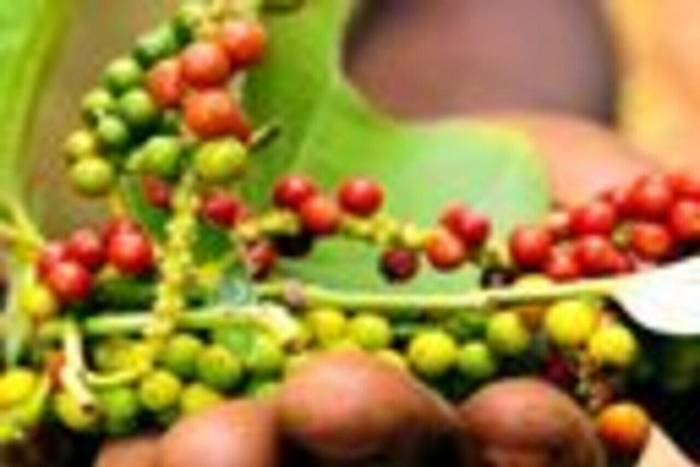 Zanzibar: Spice Farm & Stone Town Cultural Tour Tour without hotel transfer; all entry tickets included.