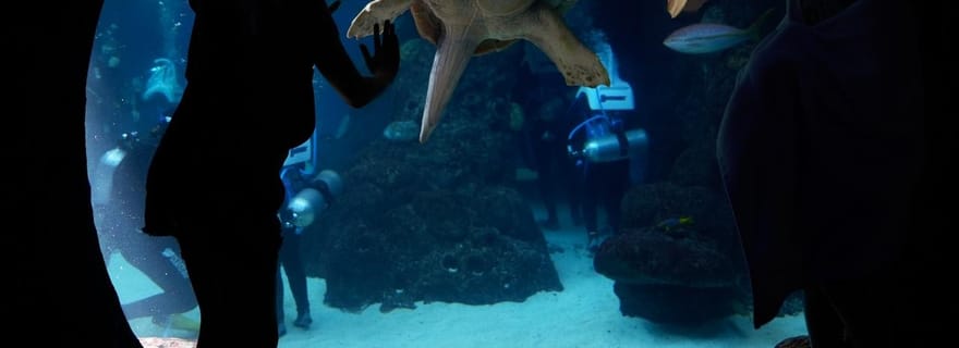Biglietto per l'Acquario della Florida