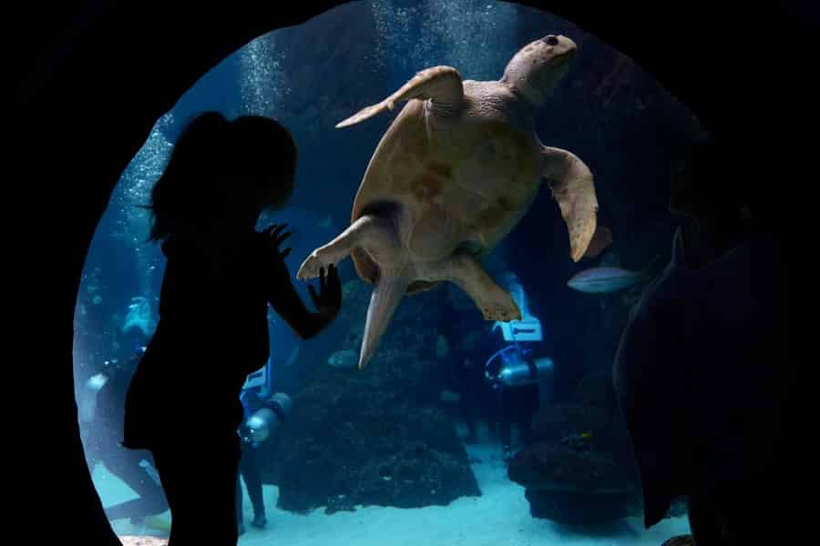 Das Florida Aquarium Ticket. Foto: GetYourGuide Das Florida Aquarium Ticket. Foto: GetYourGuide
