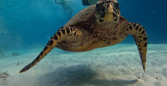 Gili Trawangan:Snorkeling Public with Guide and Foto GoPro