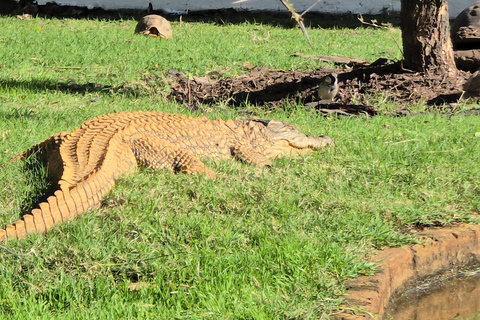Cape Town: Ostrich Ranch Safari with Hotel Transfer