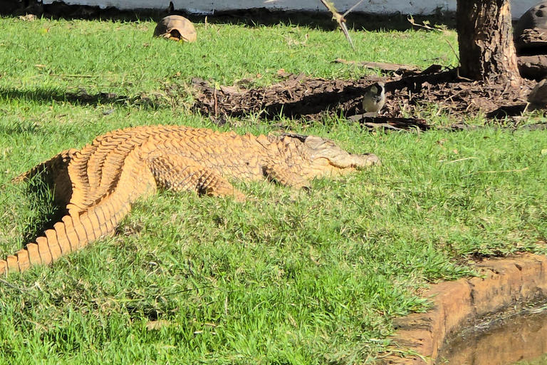 Cape Town: Ostrich Ranch Safari with Hotel Transfer