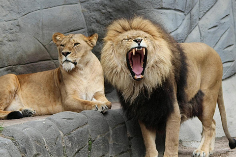 Zanzibar: 3-Days Private Mikumi Wildlife Safari Tour