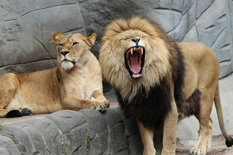 Zanzibar: 3-Days Private Mikumi Wildlife Safari Tour