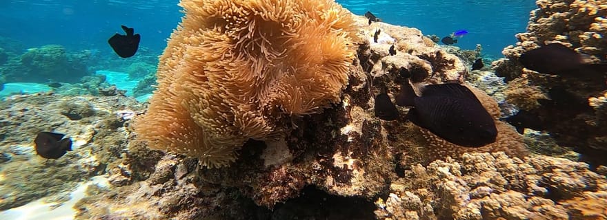 Jolie excursion bateau et snorkeling dans le lagon peu fréquenté de Mara'a