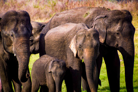 2-Day Galle to Sigiriya Tour with Minneriya Safari