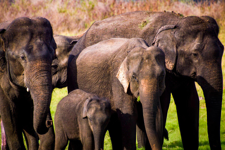 2-Day Galle to Sigiriya Tour with Minneriya Safari