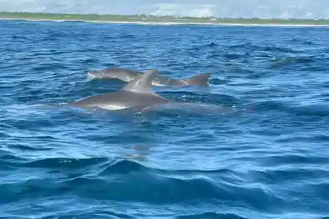 Muyuni Beach: Dolphin Watching, Snorkeling and Sandbank Tour