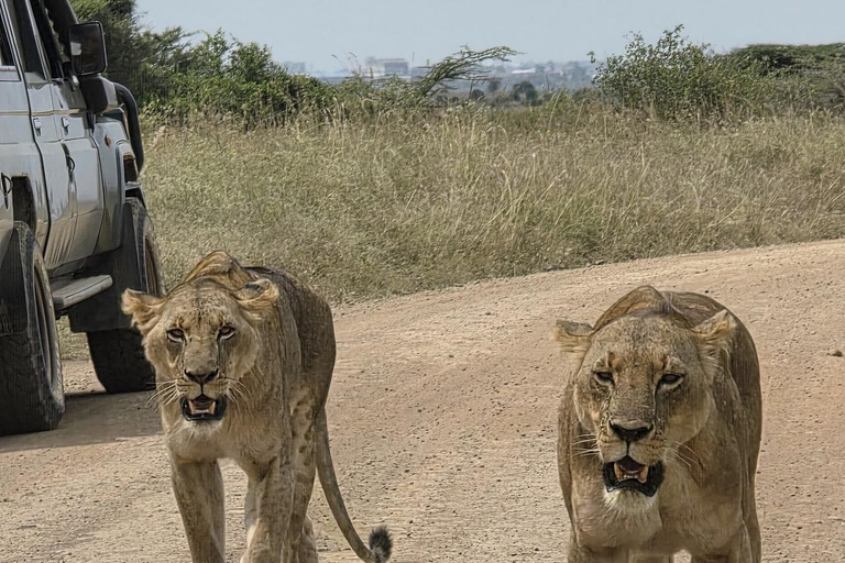 Parque Nacional de Nairobi Privado: Excursão de meio dia com safáriParque Nacional de Nairobi: Tour particular em van com teto aberto