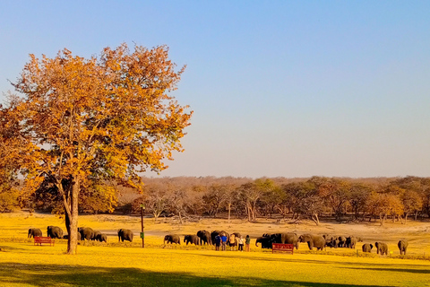 From Livingstone:Chobe National Park Small Group Day Trip