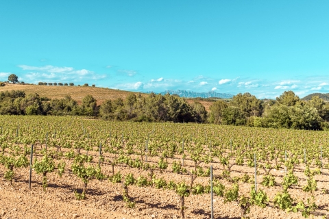 Van Barcelona: Montserrat, biologische wijnmakerij privétour