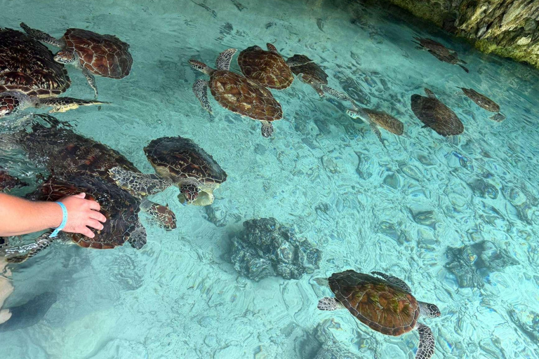 JASKINIA SALAAM: Pływanie z żółwiami i kolacja w restauracji The RockWycieczka obejmuje Odbiór z hotelu i transport powrotny