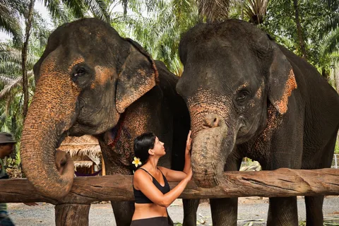 Krabi: Elephant Feeding Program