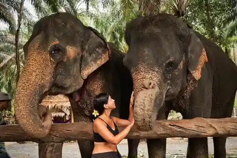 Krabi: Elephant Feeding Program