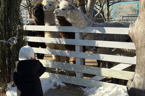 A partir de Seul: Begonia Bird Park, Rail Bike e Garden TourDongdaemun, 9h