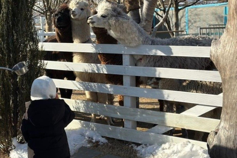 A partir de Seul: Begonia Bird Park, Rail Bike e Garden TourDongdaemun, 9h