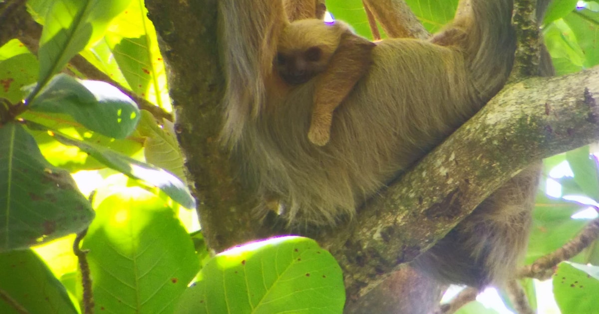 Cahuita: Sloth Watching Guided Tour in the Rainforest | GetYourGuide