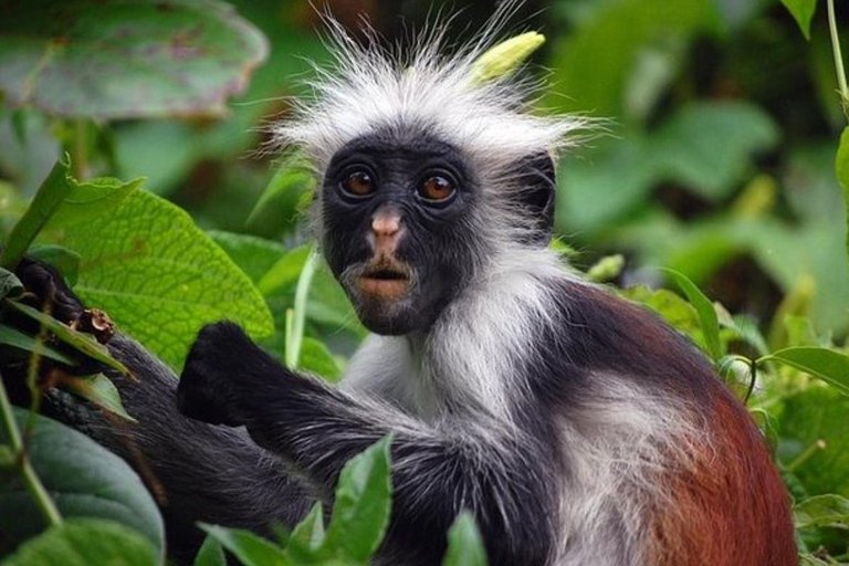 Zanzibar: Jozani Forest, Spice Farm & Stone Town Full-Day. TOUR WITH HOTEL TRANSFER PICKUP AND DROP