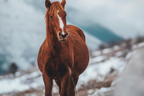 Iceland: Reynisfjara Black‑Sand Beach Horseback Adventure