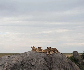 5days, Serengeti Memorable Adventures