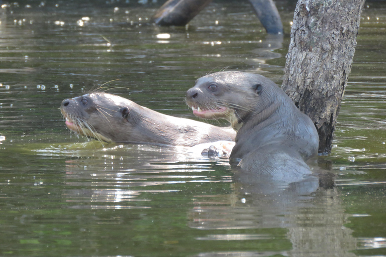 Puerto Maldonado: Tambopata Lago Sandoval 4-day expedition Puerto Maldonado: Tambopata Lago Sandoval 4-day expedition (best tour)