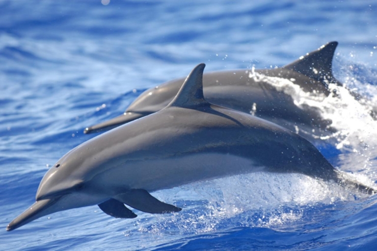 Excursión compartida de un día en lancha rápida por la Laguna Suroeste Nado con delfines