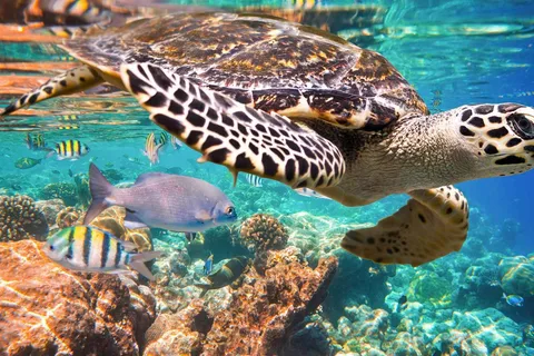 Playa del Carmen : Cénote souterrain et baignade avec les tortues