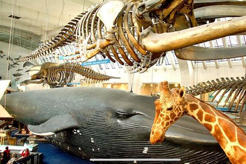 London: Natural History Museum Guided Tour