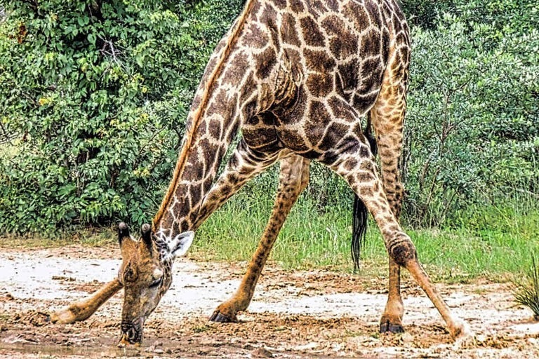 Cataratas Victoria: Safari por el Parque Nacional ZambezeTour en grupo reducido