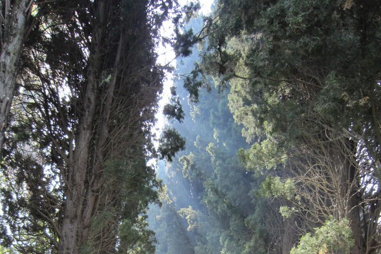 Granada: Alhambra, Generalife, and Alcazaba Tour