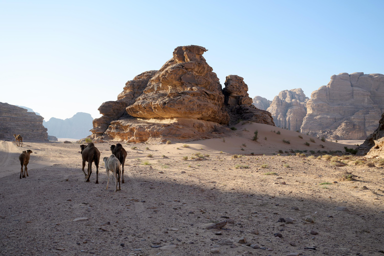 Wadi Rum Desert: Two Days and Nights Bedouin World Trip