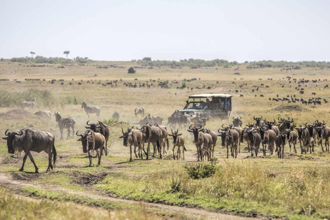 5 dias, Masai Mara, Lago Nakuru e Aberdare Ultimate Safari