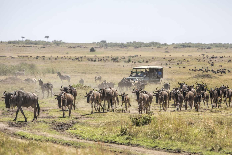 5 dias, Masai Mara, Lago Nakuru e Aberdare Ultimate Safari