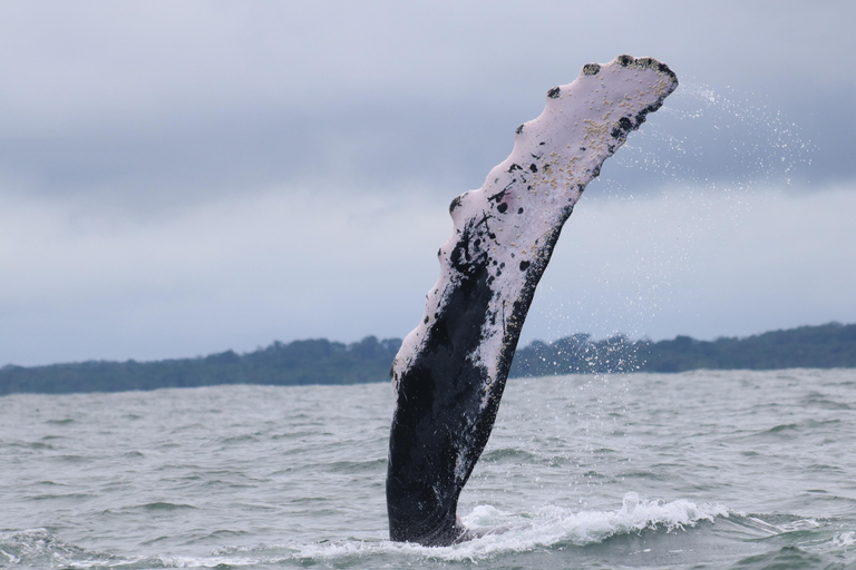 Cali: Whale Watching Tour with Breakfast and Lunch