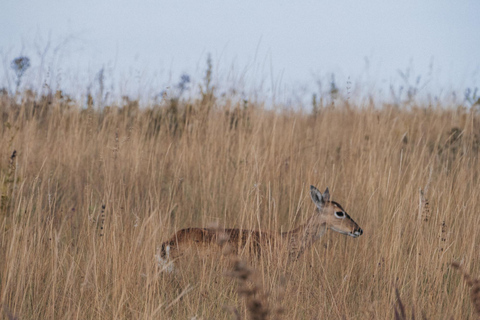 From São Paulo: 5-Day Serra da Canastra Wildlife Safari