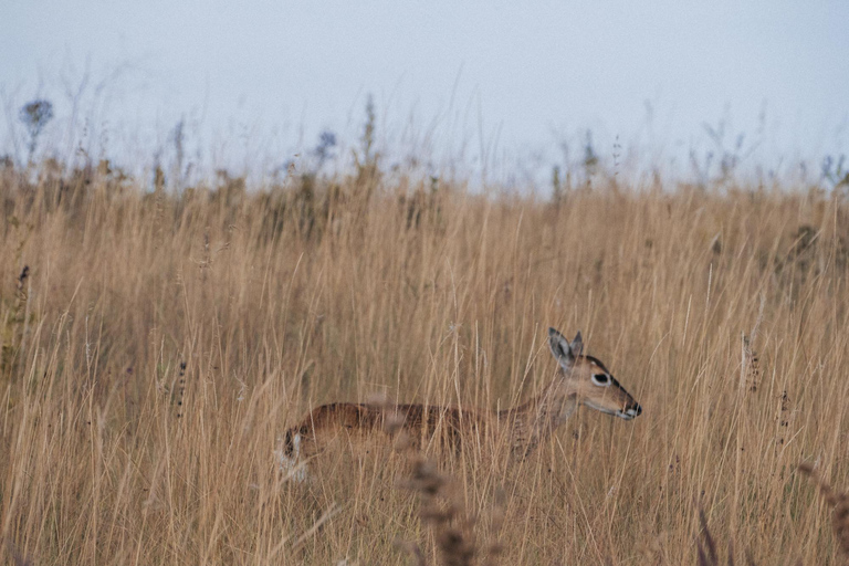 From São Paulo: 5-Day Serra da Canastra Wildlife Safari