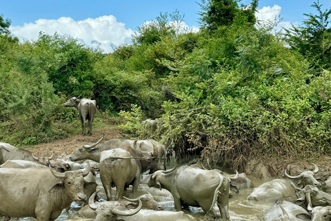 De Hikkaduwa/ Galle/ Mirissa - Safári no Parque Nacional de Yala