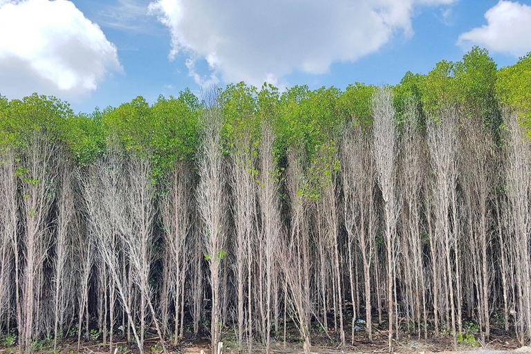 From Ho Chi Minh: Can Gio Mangrove tour