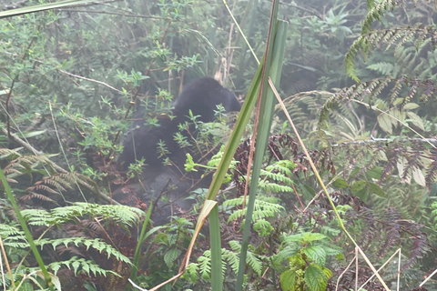 1 Day Mount Bisoke Hiking Adventure Trip, Volcanoes N Park