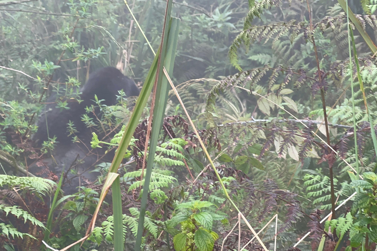 Excursão de 1 dia para caminhadas no Monte Bisoke, Parque Nacional dos Vulcões