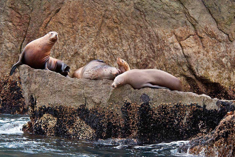 Seward: Full-Day Northwestern Fjord Glacier & Wildlife Tour