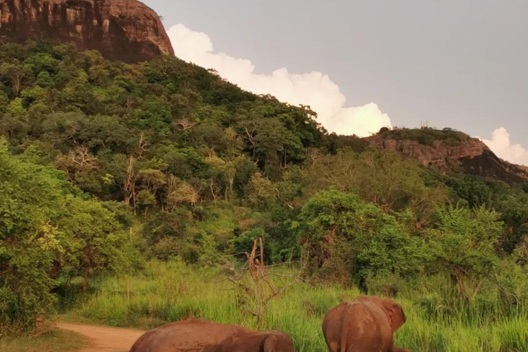From Sigiriya: Hurulu Eco Park Sunset Jeep Safari