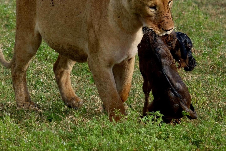 Expédition privée de migration des merveilles de la faune et de la flore