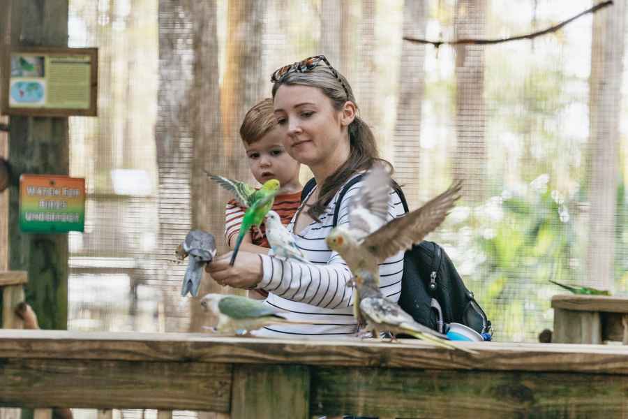 Orlando: Drive-Thru-Safari-Park im Wild Florida. Foto: GetYourGuide